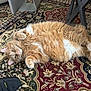 Tom joined the competition — help win amazing prizes! animal, carpet, cat, cozy, curious, cute, fluffy, fur, furniture, home, indoor, lying_down, orange_cat, patterned_rug, paws, pet, relaxed, shoe, whiskers, white_fur