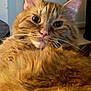 Tom joined the competition — help win amazing prizes! animal, cat, closeup, curious, cute, domestic_cat, ears, eyes, feline, fluffy, fur, household, indoor, mammal, orange_tabby, pet, portrait, relaxed, soft, whiskers