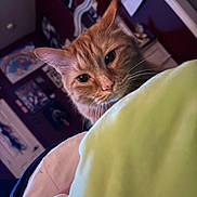 Tom is registered to the contest to win money with this photo: animal, bedroom, blanket, cat, closeup, cozy, curious, curled, domestic_cat, feline, home, indoor, orange_cat, pet, poster, purple_wall, resting, soft_lighting, wall_art, whiskers