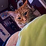 animal, bedroom, blanket, cat, closeup, cozy, curious, curled, domestic_cat, feline, home, indoor, orange_cat, pet, poster, purple_wall, resting, soft_lighting, wall_art, whiskers