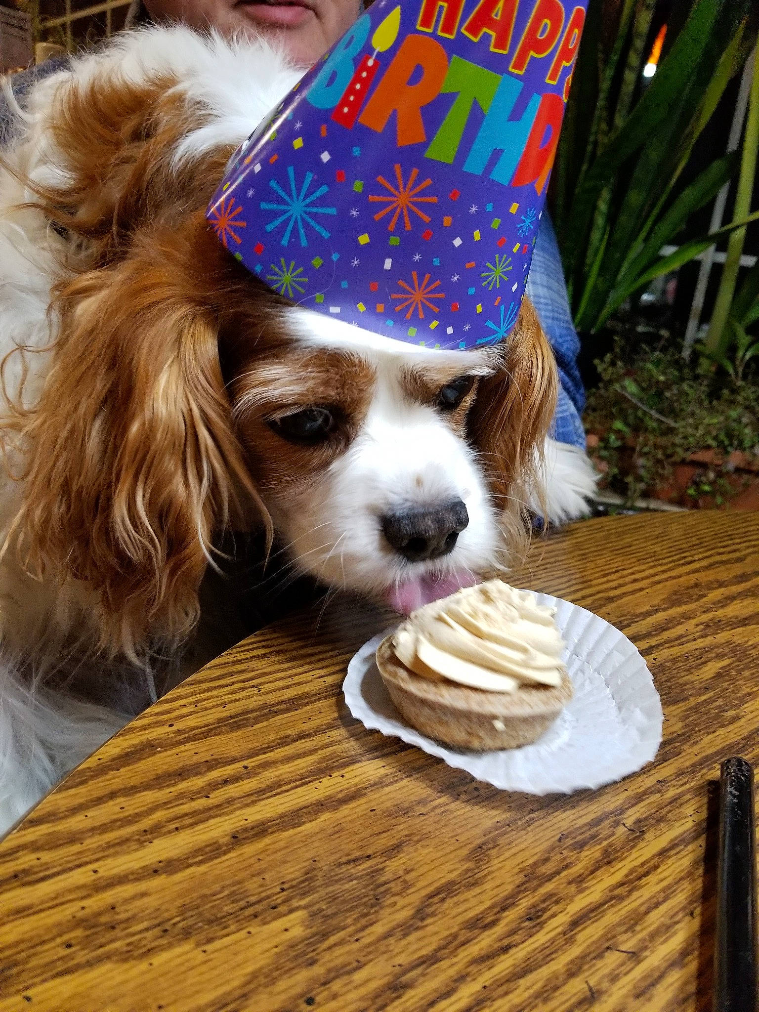 Jingles joined the competition — help win amazing prizes! canidae, carnivore, cavalier_king_charles_spaniel, companion_dog, dog, dog_breed, hat, king_charles_spaniel, kooikerhondje, party_supply, phalene, puppy, spaniel, sporting_group, welsh_springer_spaniel