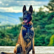 Vyper participe au concours pour gagner de l'argent avec cette photo : alert, animal, belgian_malinois, canine, clouds, collar, concrete, dog, ears_up, forest, happy, harness, mountains, nature, outdoor, pet, portrait, sitting, sky, tongue_out