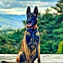 alert, animal, belgian_malinois, canine, clouds, collar, concrete, dog, ears_up, forest, happy, harness, mountains, nature, outdoor, pet, portrait, sitting, sky, tongue_out