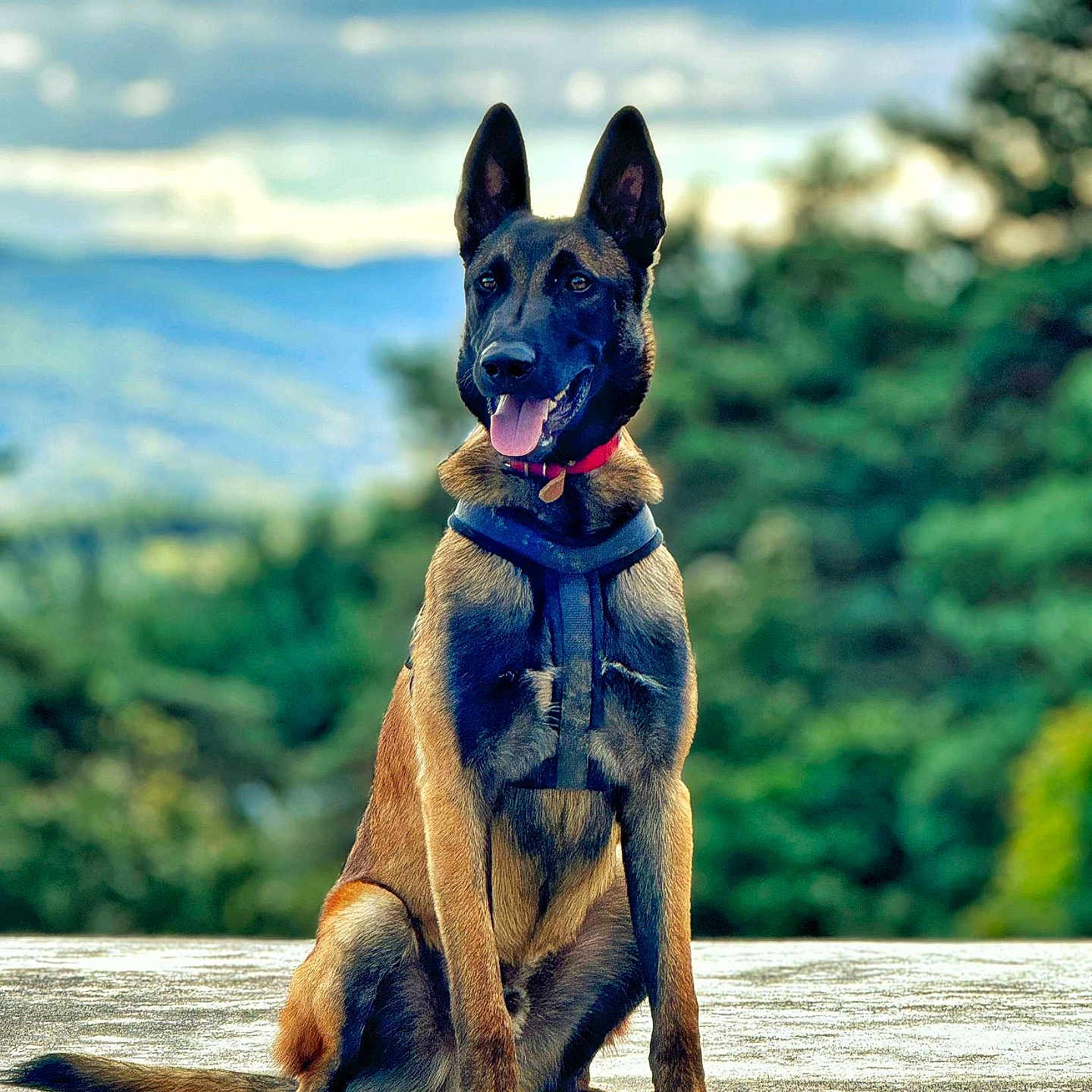Vyper participe au concours pour gagner de l'argent avec cette photo : alert, animal, belgian_malinois, canine, clouds, collar, concrete, dog, ears_up, forest, happy, harness, mountains, nature, outdoor, pet, portrait, sitting, sky, tongue_out