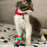 Kingston joined the competition — help win amazing prizes! kitten, cat, pet, red_collar, colorful_ball, blanket, soccer_pattern, feline, indoor, fur, whiskers, playful, animal, young, cute, soft, alert, domestic, toy, closeup