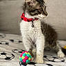 kitten, cat, pet, red_collar, colorful_ball, blanket, soccer_pattern, feline, indoor, fur, whiskers, playful, animal, young, cute, soft, alert, domestic, toy, closeup
