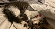 Kingston joined the competition — help win amazing prizes! kitten, cat, sleeping, bed, pillow, gray, white, fur, cute, pet, indoor, cozy, resting, domestic_animal, whiskers, collar, striped, soft, relaxing, feline