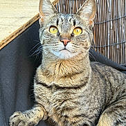 Sade is registered to the contest to win money with this photo: cat, tabby, pet, feline, animal, close_up, yellow_eyes, whiskers, ears, fur, paw, relaxed, outdoor, bamboo_fence, texture, portrait, resting, alert, striped, domestic_cat