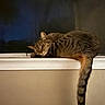 Sade is registered to the contest to win money with this photo: cat, tabby, sleeping, window_sill, night, indoor, pet, feline, striped, tail, resting, cozy, domestic_animal, quiet, relaxation, fur, animal, mammal, cute, calm