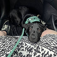 Tairn joined the competition — help win amazing prizes! dog, black_dog, puppy, car_interior, footwell, leash, harness, person, skirt, patterned_clothing, shoe, resting, looking_up, pet, companion, indoors, floor_mat, cute, animal, close_up