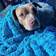 Lola joined the competition — help win amazing prizes! dog, blanket, blue, cozy, indoor, pet, fur, snuggled, portrait, canine, comfort, animal, cute, warm, relaxed, closeup, face, expression, soft, resting