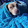 dog, blanket, blue, cozy, indoor, pet, fur, snuggled, portrait, canine, comfort, animal, cute, warm, relaxed, closeup, face, expression, soft, resting