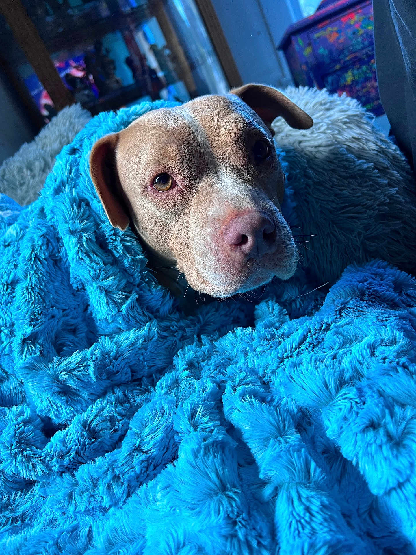 Lola joined the competition — help win amazing prizes! dog, blanket, blue, cozy, indoor, pet, fur, snuggled, portrait, canine, comfort, animal, cute, warm, relaxed, closeup, face, expression, soft, resting