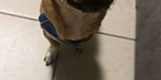 Teddy joined the competition — help win amazing prizes! dog, small_dog, brown_dog, pet, indoor, tile_floor, collar, shadow, looking_up, close_up, canine, animal, cute, whiskers, ears, floor_tiles, domestic_animal, companion, friendly, mammal