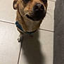 dog, small_dog, brown_dog, pet, indoor, tile_floor, collar, shadow, looking_up, close_up, canine, animal, cute, whiskers, ears, floor_tiles, domestic_animal, companion, friendly, mammal