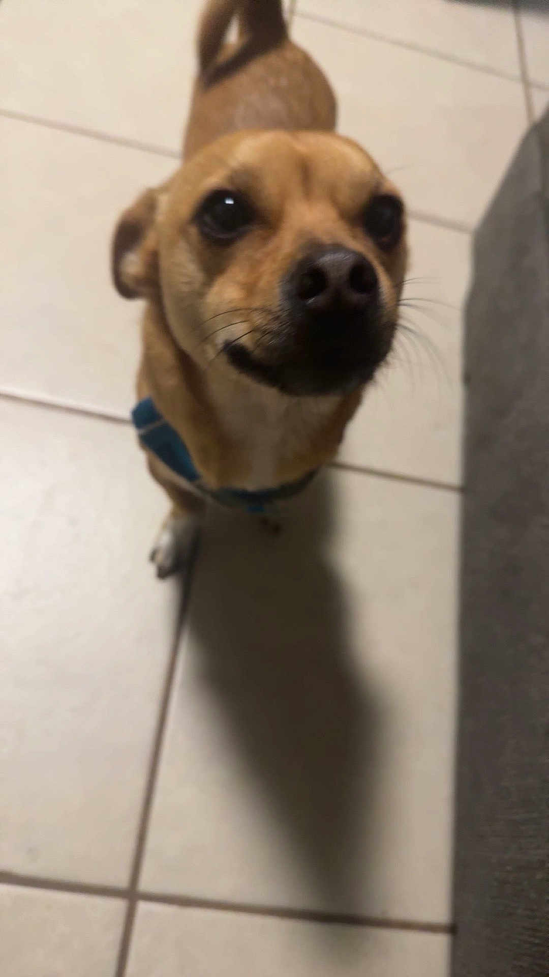 Teddy joined the competition — help win amazing prizes! dog, small_dog, brown_dog, pet, indoor, tile_floor, collar, shadow, looking_up, close_up, canine, animal, cute, whiskers, ears, floor_tiles, domestic_animal, companion, friendly, mammal