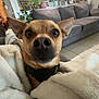 Teddy joined the competition — help win amazing prizes! dog, blanket, indoor, living_room, couch, plant, cozy, pet, fur, ears, snout, tile_floor, home, comfort, curious, brown_dog, blanket_wrap, domestic, animal, relaxed