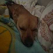 Teddy is registered to the contest to win money with this photo: dog, sleeping, blanket, cozy, indoor, resting, brown_dog, fabric, patterned_blanket, soft, relaxed, pet, fur, animal, comfort, home, nap, closeup, warm, quiet
