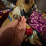 Teddy is registered to the contest to win money with this photo: dog, paw, human_hand, blue_harness, blanket, indoor, shoes, brown_dog, close_up, pet, cozy, resting, furniture, carpet, colorful_blanket, interaction, comfort, warm_lighting, domestic, animal