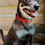 Spanky is registered to the contest to win money with this photo: alert, animal, blurred_background, canine, close_up, dog, ears, excited, friendly, fur, happy, mouth, outdoor, pet, playful, red_collar, small_dog, standing, teeth, tongue_out