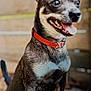 alert, animal, blurred_background, canine, close_up, dog, ears, excited, friendly, fur, happy, mouth, outdoor, pet, playful, red_collar, small_dog, standing, teeth, tongue_out