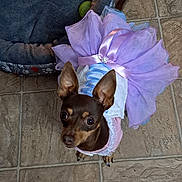 Cocoa joined the competition — help win amazing prizes! dog, small_dog, tutu, purple_tutu, pet_bed, toy, indoor, tile_floor, brown_dog, curious_eyes, looking_up, baby_gate, pet_clothing, pet_accessory, cute, animal, companion, floor, domestic_animal, pet