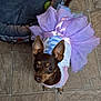 dog, small_dog, tutu, purple_tutu, pet_bed, toy, indoor, tile_floor, brown_dog, curious_eyes, looking_up, baby_gate, pet_clothing, pet_accessory, cute, animal, companion, floor, domestic_animal, pet