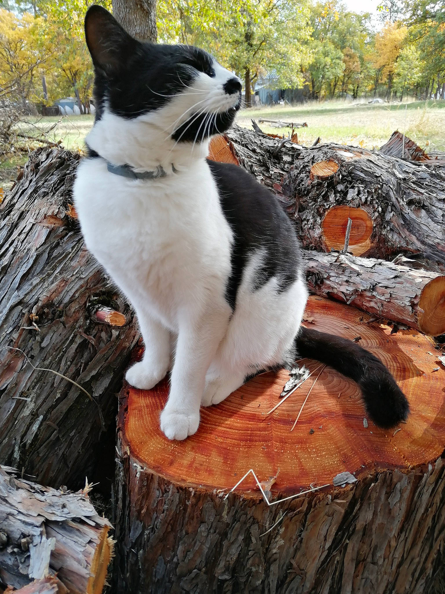 Booger is registered to the contest to win money with this photo: aegean_cat, american_wirehair, carnivore, cat, domestic_short_haired_cat, felidae, japanese_bobtail, polydactyl_cat, rock, small_to_medium_sized_cats, tail, tree, whiskers