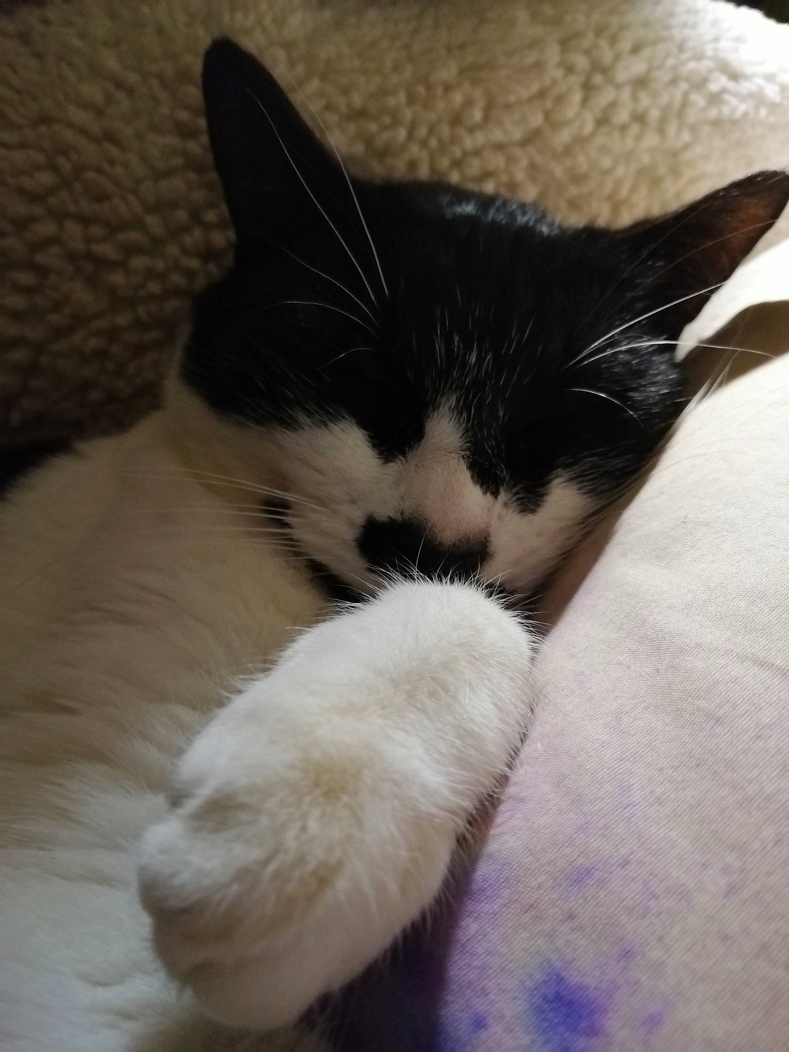 Booger joined the competition — help win amazing prizes! black_and_white, carnivore, cat, ear, felidae, fur, kitten, nose, polydactyl_cat, small_to_medium_sized_cats, snout, tail, whiskers