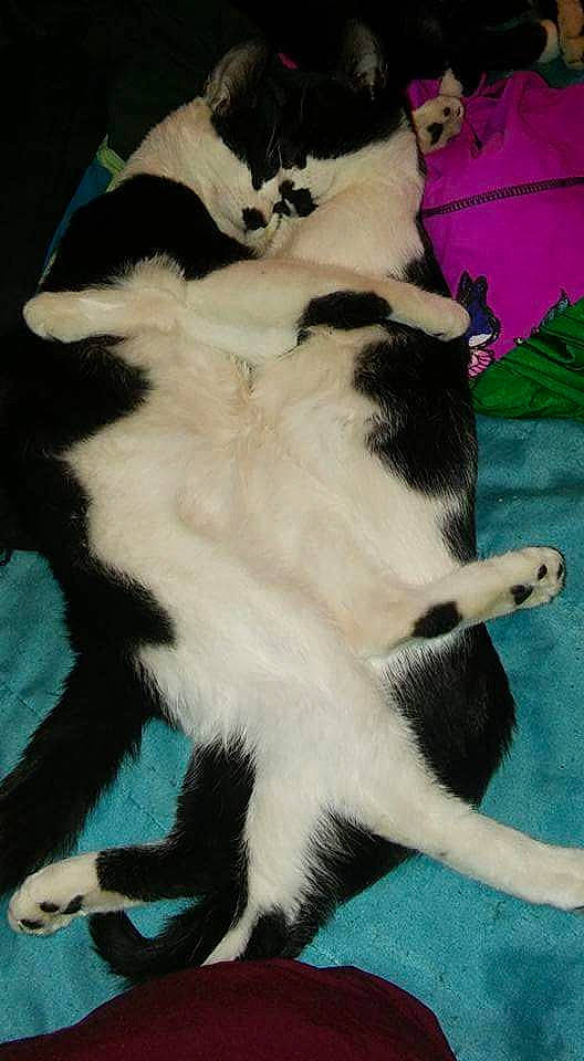 Booger joined the competition — help win amazing prizes! canidae, carnivore, cat, claw, dog, dog_breed, felidae, landseer, mammal, paw, small_to_medium_sized_cats, sporting_group, stabyhoun, tail, vertebrate