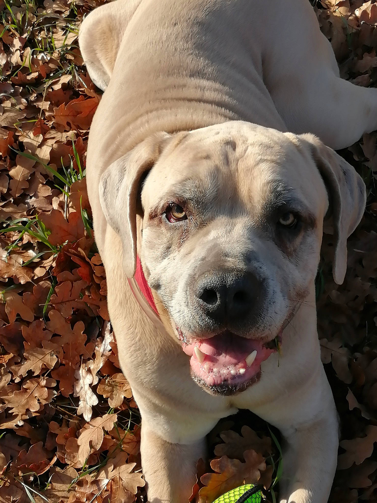 Tychus is registered to the contest to win money with this photo: american_bulldog, bandog, bully_kutta, canidae, carnivore, catahoula_bulldog, dog, dog_breed, fawn, mammal, non_sporting_group, pit_bull, rare_breed_dog, snout, sporting_group, vertebrate