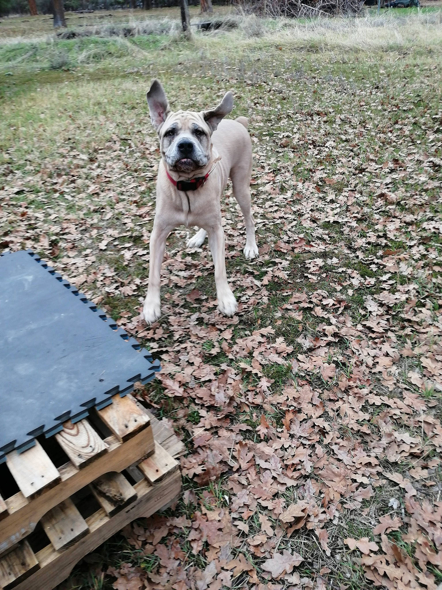 Tychus is registered to the contest to win money with this photo: canidae, carnivore, companion_dog, dog, dog_breed, fawn, mammal, non_sporting_group, sporting_group, vertebrate