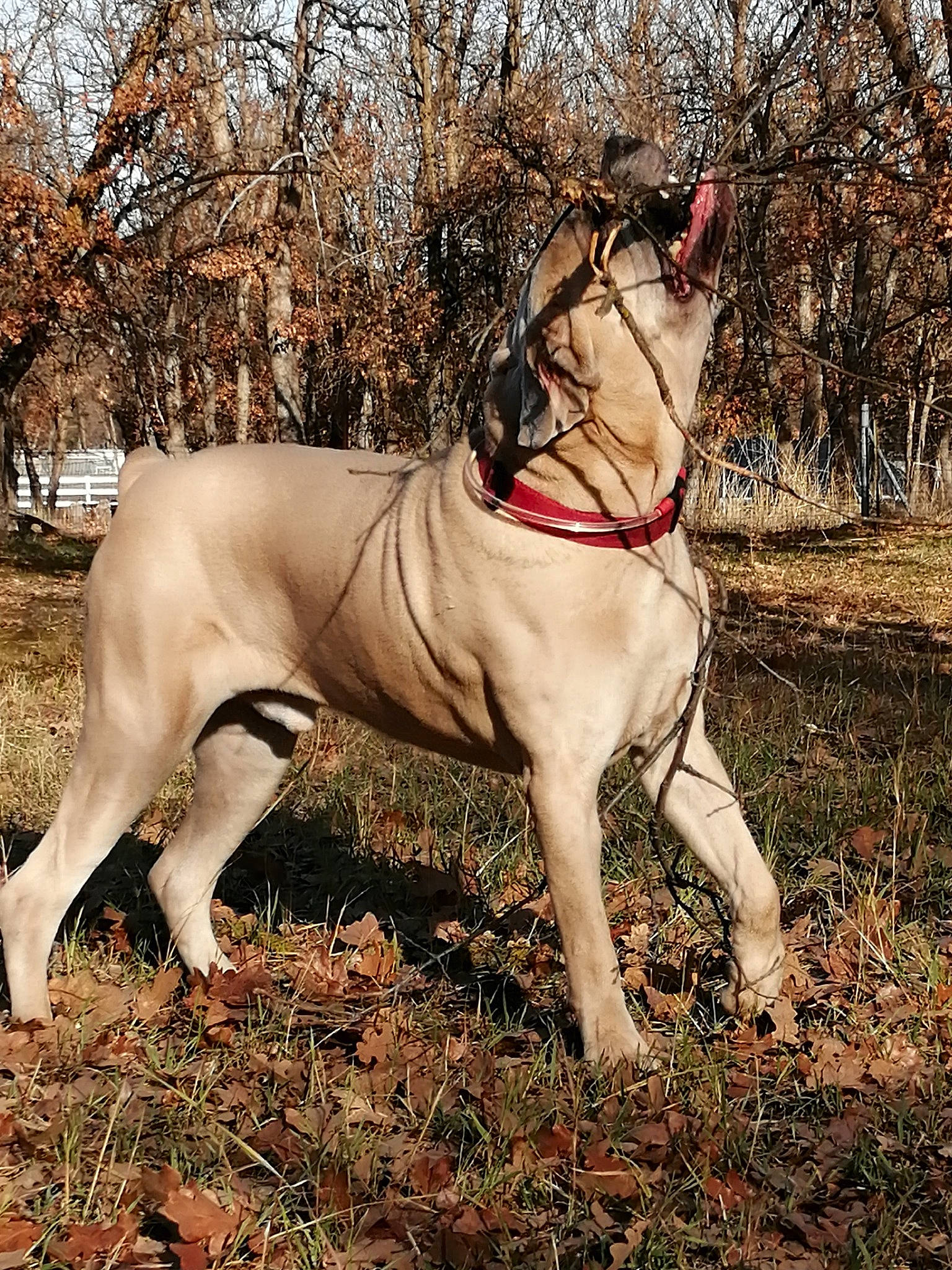 Tychus is registered to the contest to win money with this photo: boerboel, bullmastiff, canidae, carnivore, dog, dog_breed, english_mastiff, fawn, mammal, non_sporting_group, sporting_group, tree, vertebrate