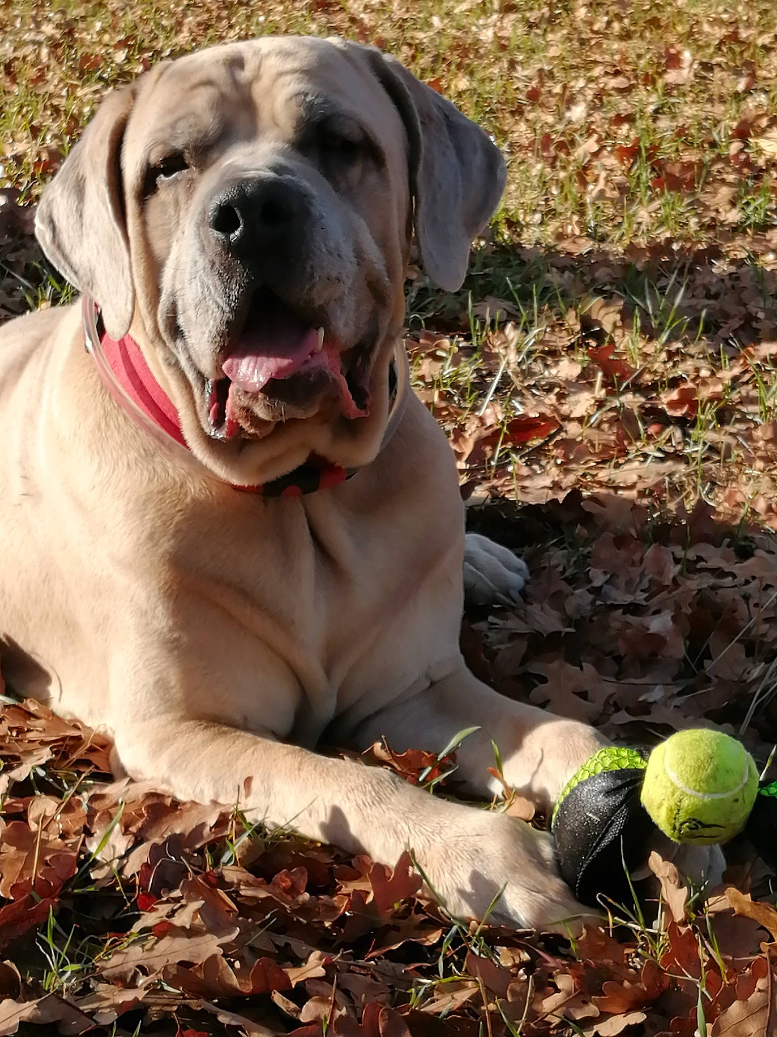 Tychus is registered to the contest to win money with this photo: american_mastiff, boerboel, canidae, carnivore, companion_dog, dog, dog_breed, english_mastiff, fawn, mammal, sporting_group, vertebrate, working_dog