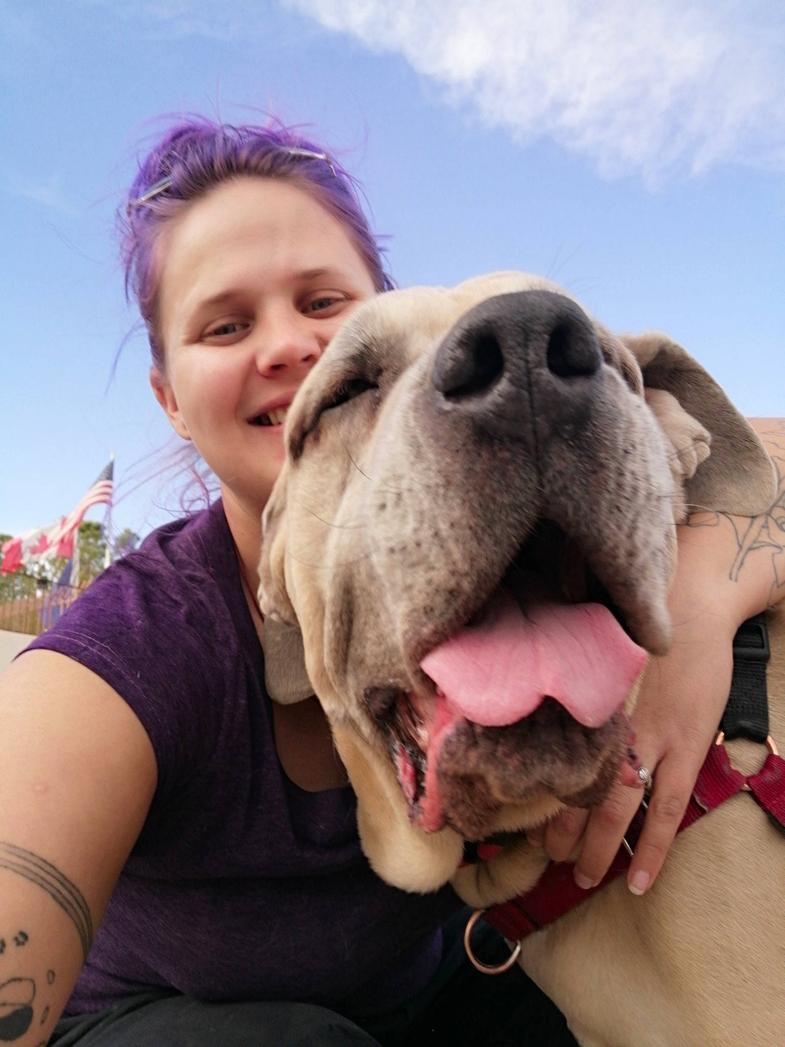 Tychus is registered to the contest to win money with this photo: american_bulldog, australian_bulldog, bulldog, canidae, carnivore, dog, dog_breed, fawn, fun, happy, mammal, mouth, non_sporting_group, nose, puppy_love, smile, sporting_group, tongue, valley_bulldog, wrinkle