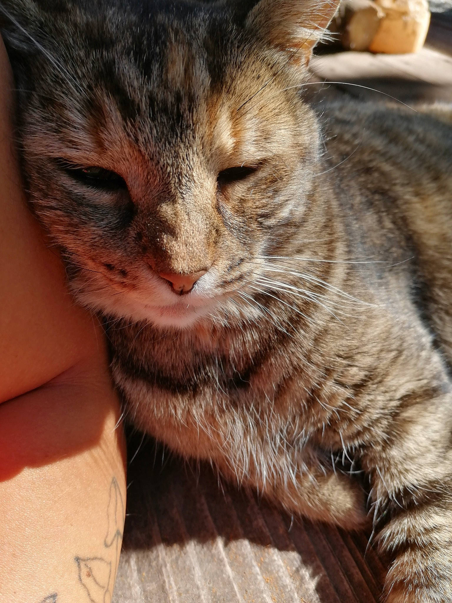 Dora joined the competition — help win amazing prizes! asian, carnivore, cat, close_up, domestic_short_haired_cat, dragon_li, ear, european_shorthair, eye, felidae, fur, kitten, nose, pixie_bob, polydactyl_cat, skin, small_to_medium_sized_cats, snout, tabby_cat, whiskers