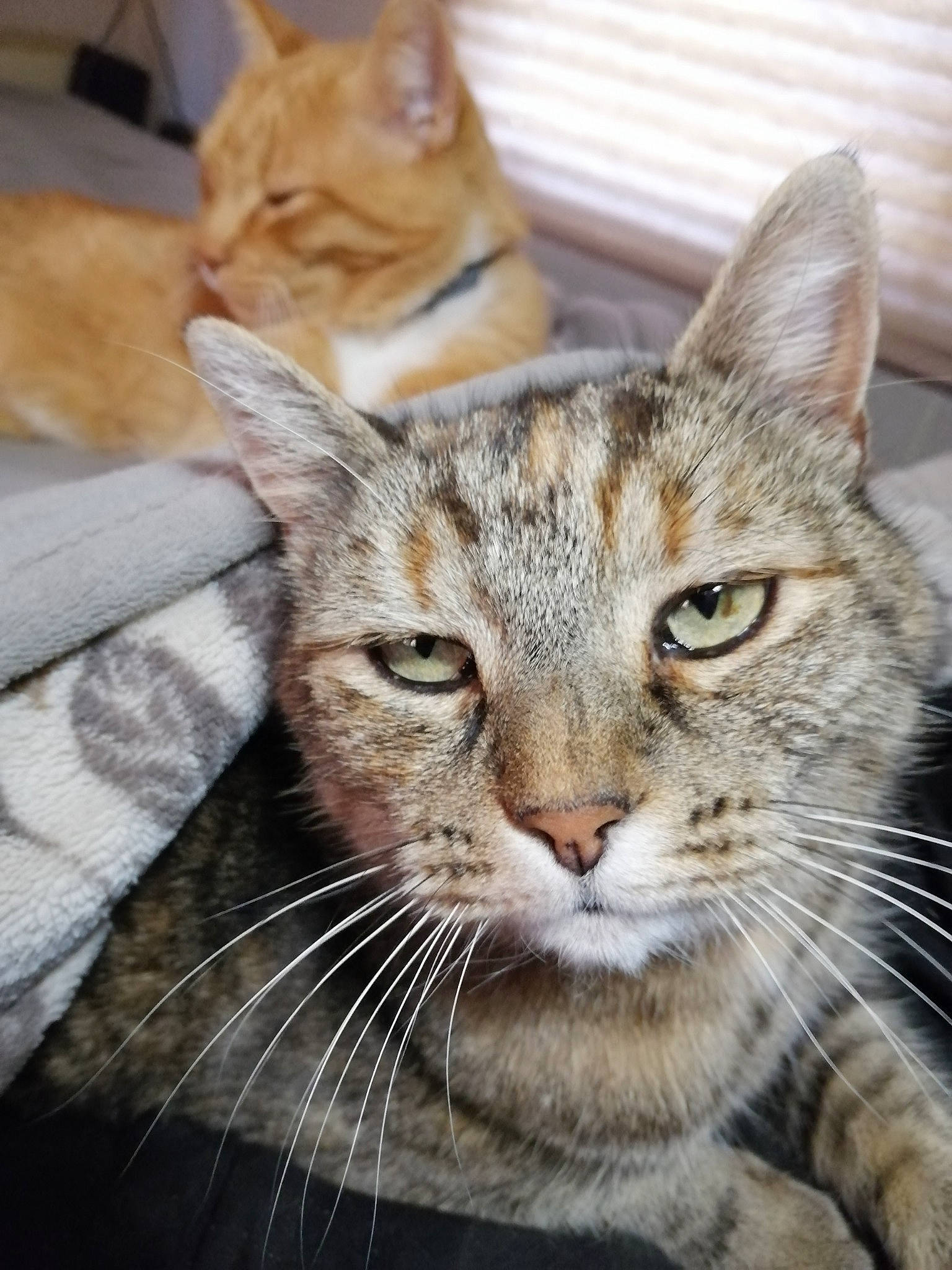 Dora joined the competition — help win amazing prizes! aegean_cat, american_shorthair, arabian_mau, asian, australian_mist, carnivore, cat, close_up, domestic_short_haired_cat, dragon_li, european_shorthair, felidae, mammal, pixie_bob, small_to_medium_sized_cats, snout, tabby_cat, vertebrate, whiskers, wild_cat