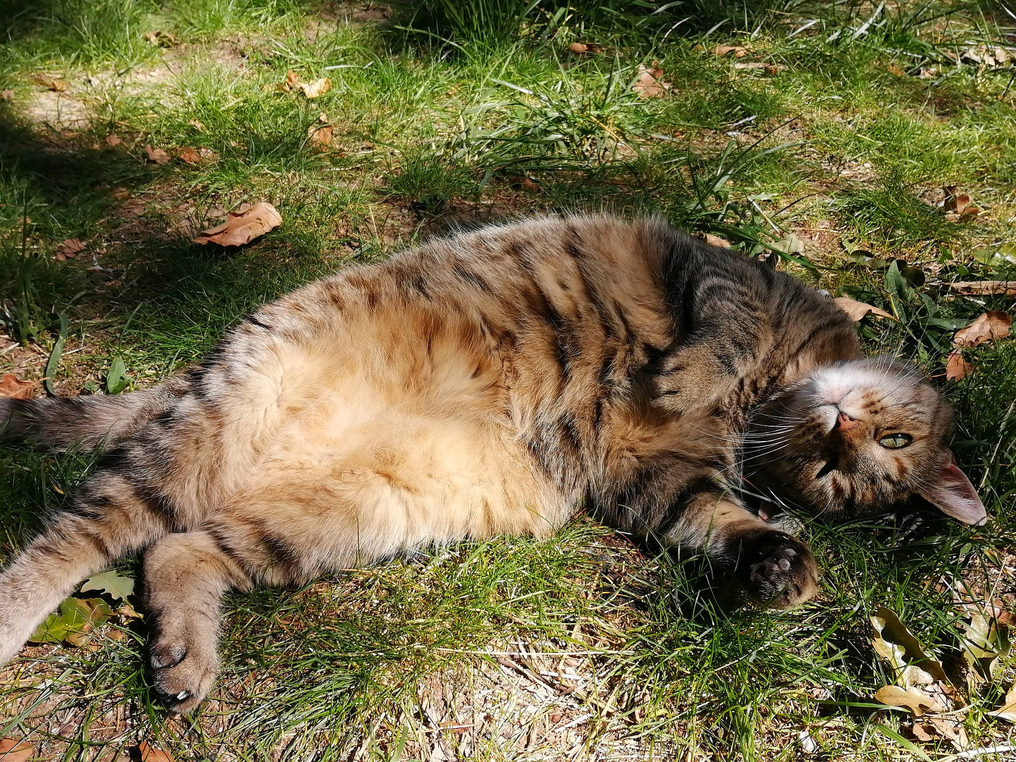 Dora joined the competition — help win amazing prizes! carnivore, cat, domestic_short_haired_cat, dragon_li, european_shorthair, felidae, fur, grass, kurilian_bobtail, maine_coon, mammal, plant, small_to_medium_sized_cats, tabby_cat, whiskers, wild_cat, wilderness, wildlife