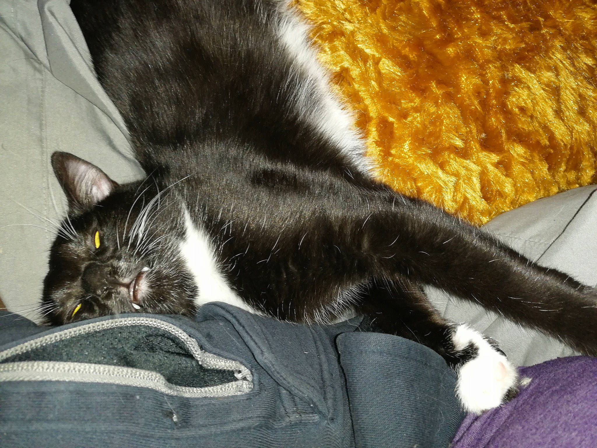 Lollipawp joined the competition — help win amazing prizes! black_cat, carnivore, cat, claw, domestic_short_haired_cat, felidae, fur, german_rex, kitten, nap, polydactyl_cat, small_to_medium_sized_cats, tail, whiskers