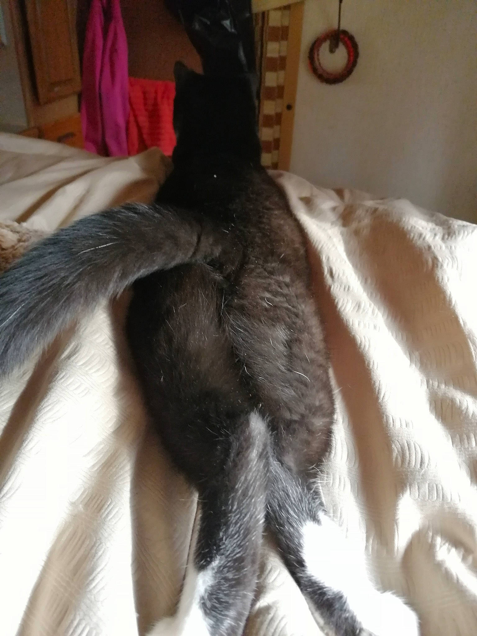 Lollipawp is registered to the contest to win money with this photo: canidae, fur, leg, tail