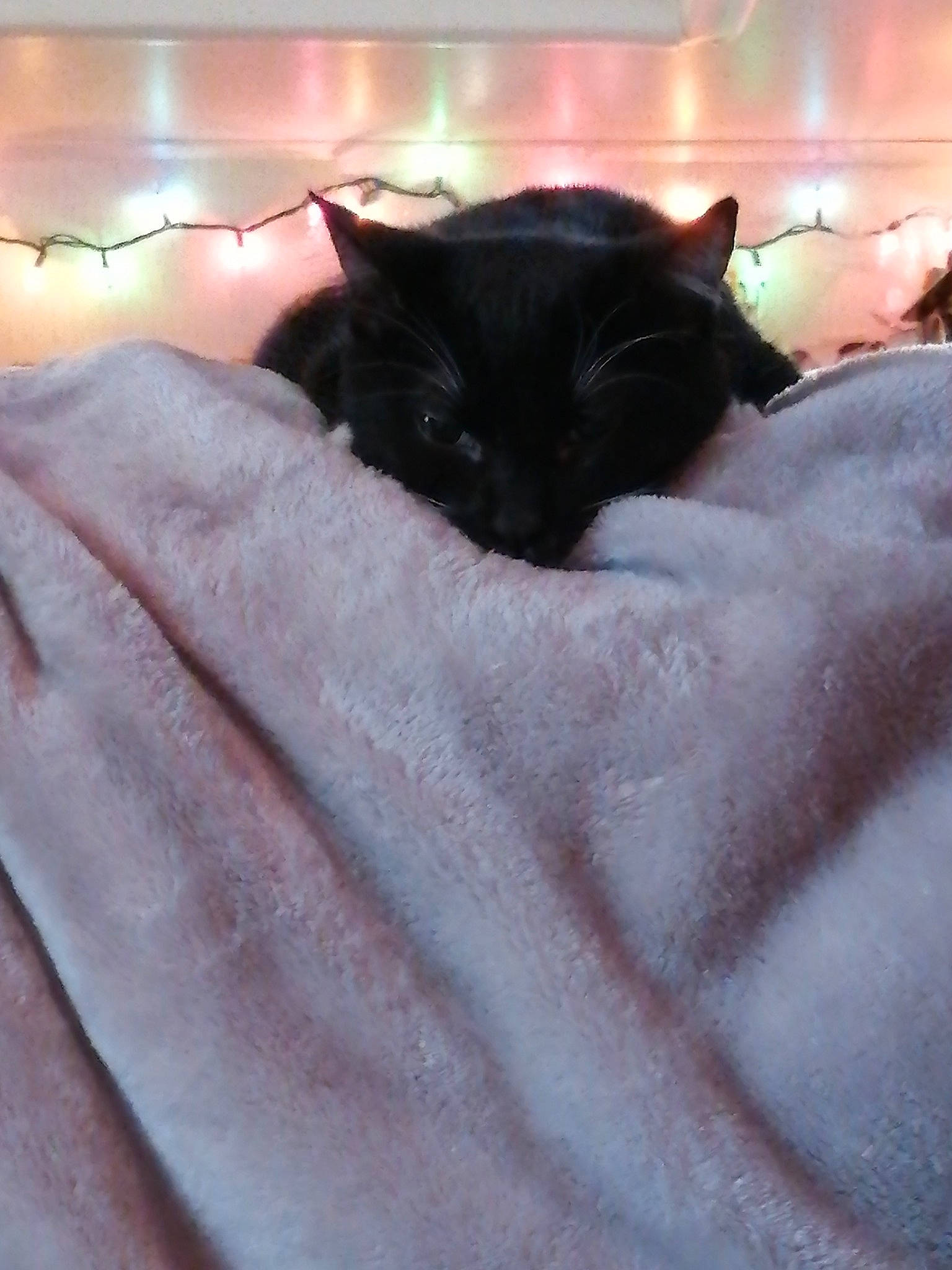 Lollipawp joined the competition — help win amazing prizes! black, black_cat, bombay, carnivore, cat, ear, felidae, fur, nap, small_to_medium_sized_cats, snout, tail, whiskers