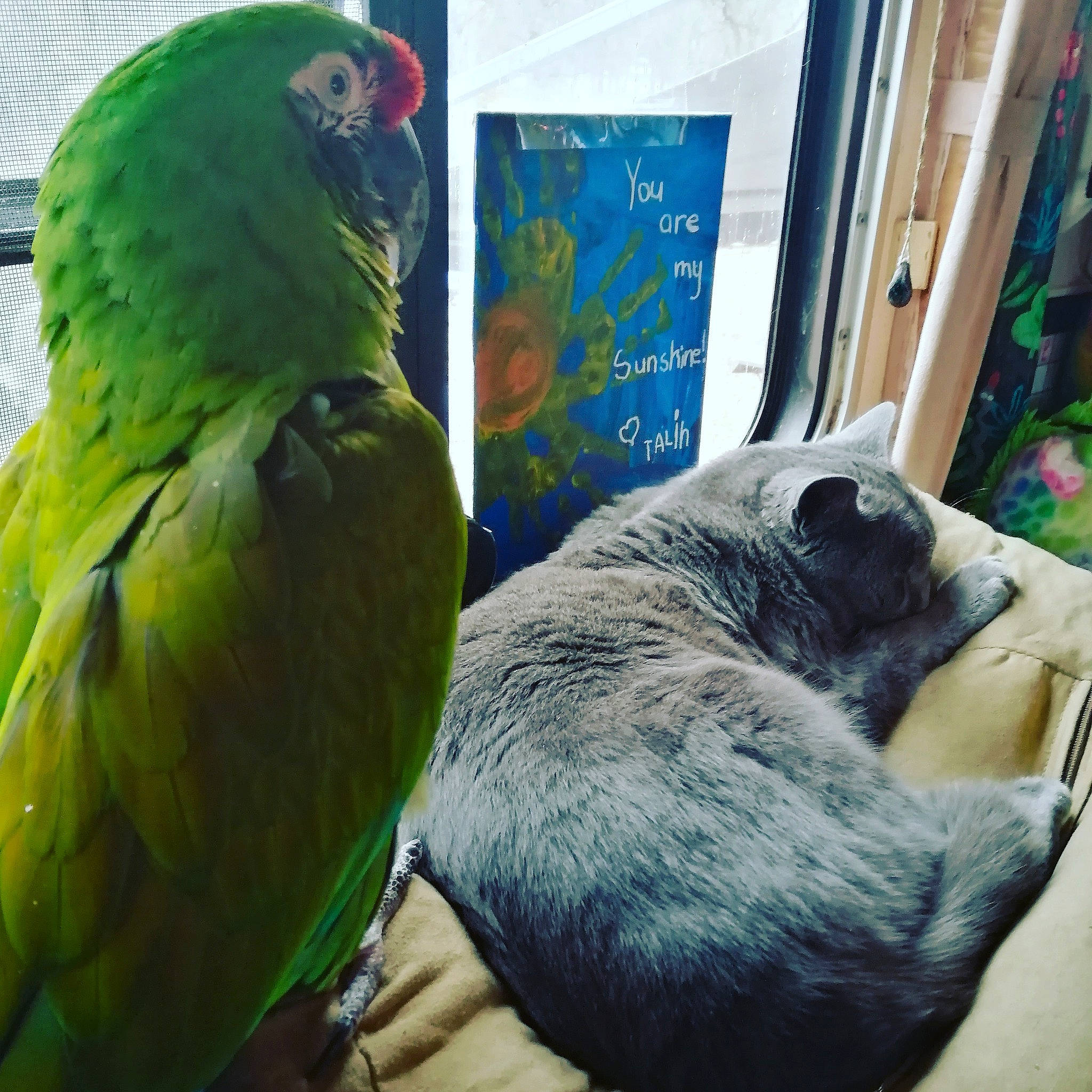 Gunner joined the competition — help win amazing prizes! adaptation, beak, bird, budgie, feather, green, lovebird, macaw, organism, parakeet, parrot, vertebrate, wildlife, wing, world