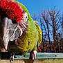 Gunner is registered to the contest to win money with this photo: adaptation, beak, bird, budgie, feather, lovebird, macaw, parakeet, parrot, perico, vertebrate, wildlife, wing