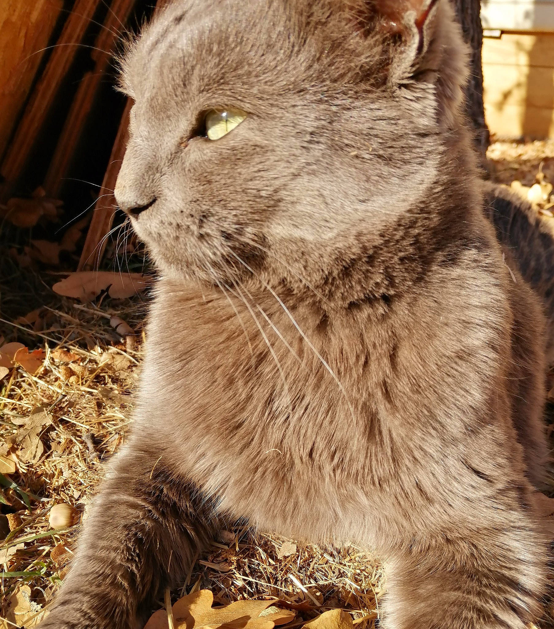 Will-y joined the competition — help win amazing prizes! asian, british_semi_longhair, british_shorthair, carnivore, cat, chartreux, domestic_short_haired_cat, european_shorthair, fawn, felidae, fur, mammal, nebelung, plant, small_to_medium_sized_cats, snout, tabby_cat, vertebrate, whiskers, wildlife