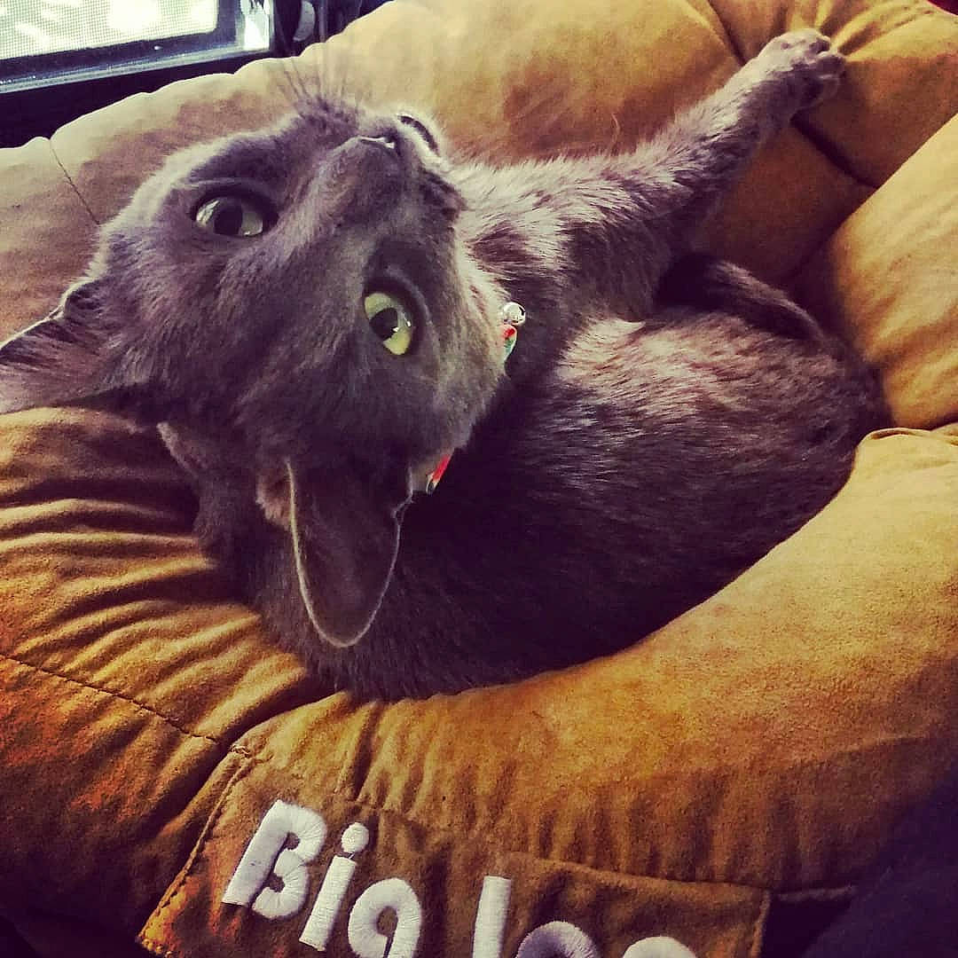 Will-y is registered to the contest to win money with this photo: canidae, carnivore, cat, dog, dog_breed, fur, furniture, mountain, nap, puppy, selfie, snout, sporting_group