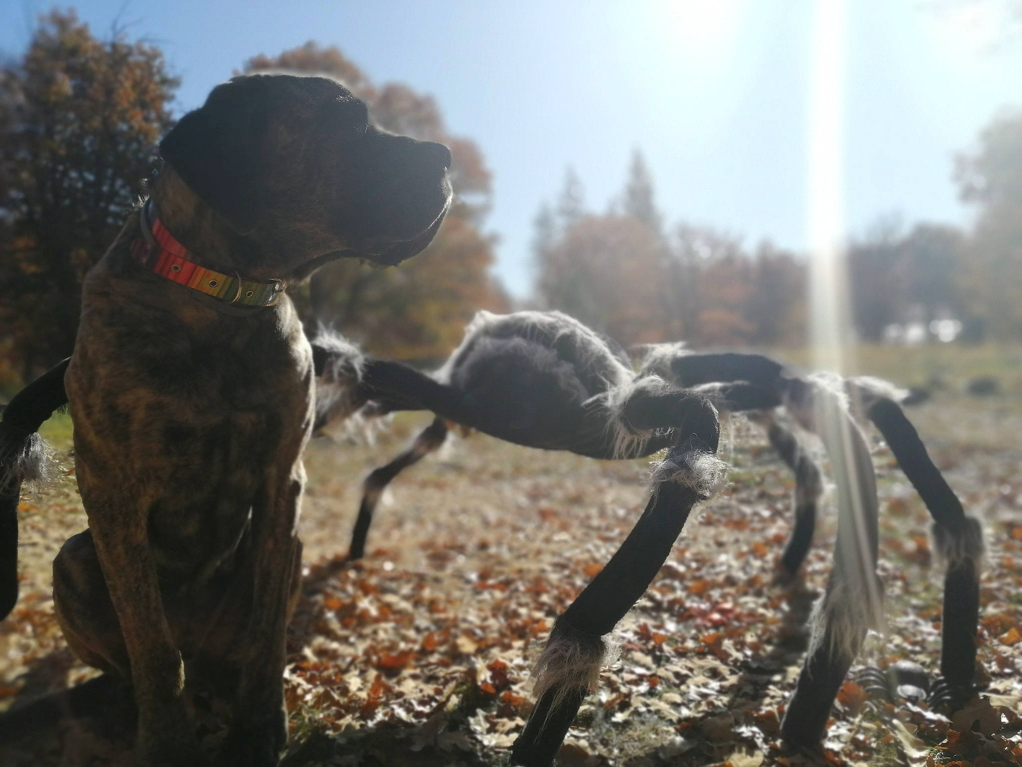 Baker joined the competition — help win amazing prizes! canidae, carnivore, dog, dog_breed, hunting_dog, mountain, photography, pointer, pointing_breed, sporting_group