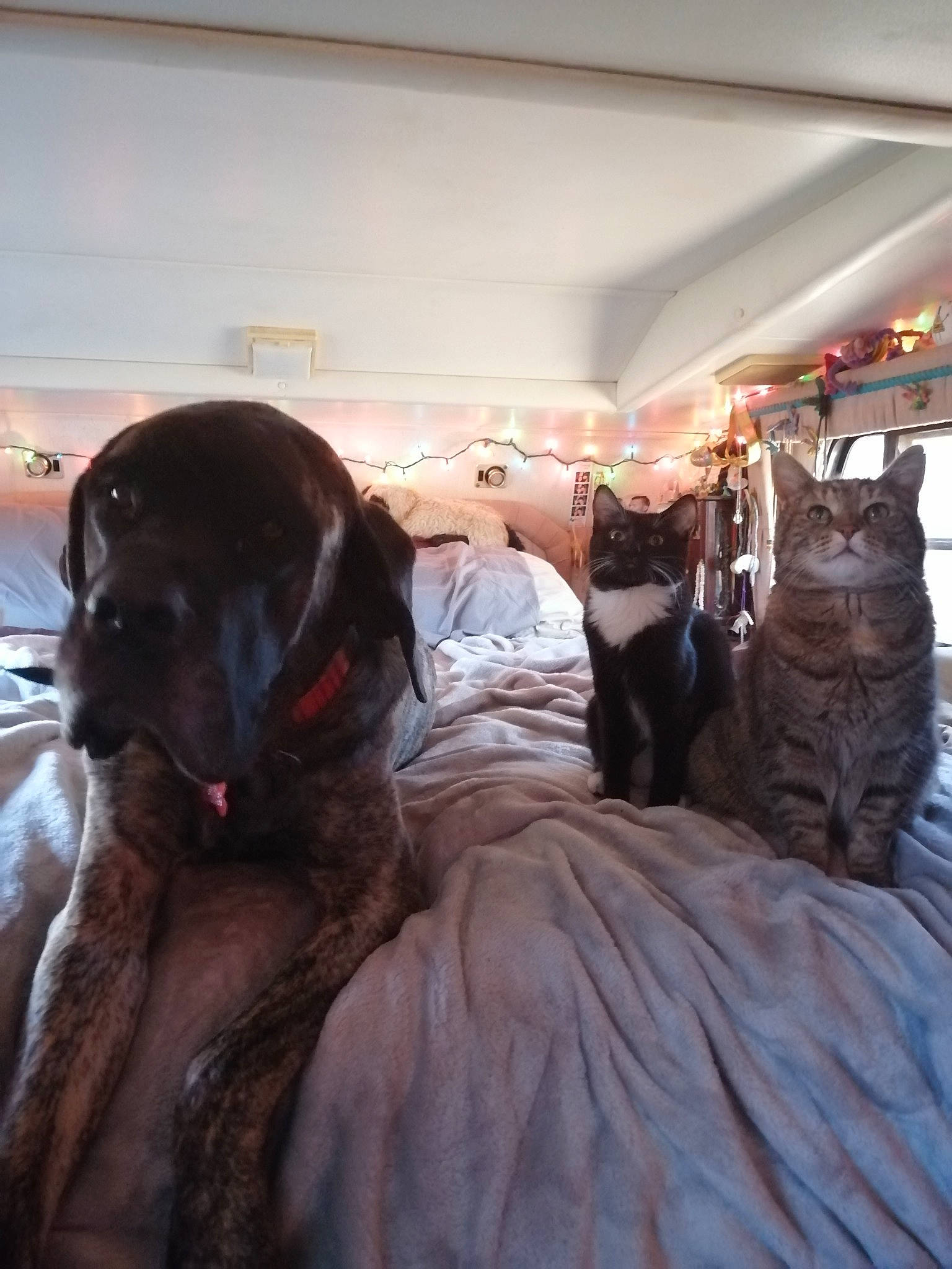 Baker joined the competition — help win amazing prizes! art, dress, fur, sculpture, sporting_group