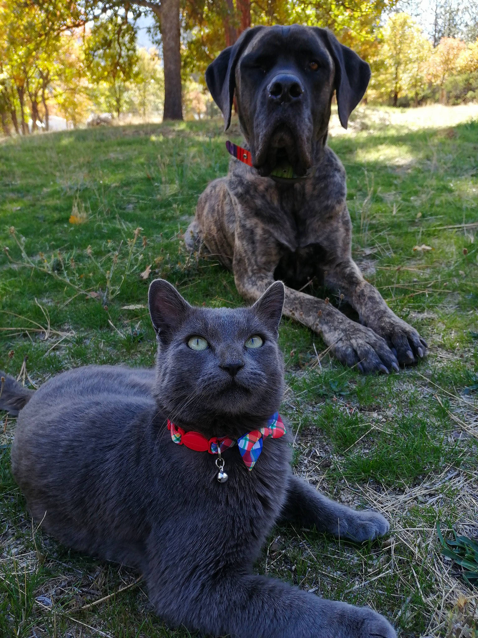 Baker joined the competition — help win amazing prizes! canidae, carnivore, companion_dog, dog, dog_breed, fawn, grass, guard_dog, mammal, plant, snout, sporting_group, tail, vertebrate, whiskers