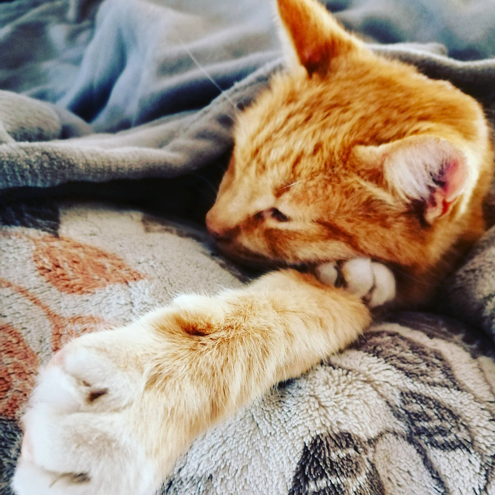 Gilligan joined the competition — help win amazing prizes! aegean_cat, carnivore, cat, comfort, domestic_short_haired_cat, ear, european_shorthair, felidae, fur, hug, kitten, love, nap, nose, paw, sleep, small_to_medium_sized_cats, snout, tabby_cat, whiskers