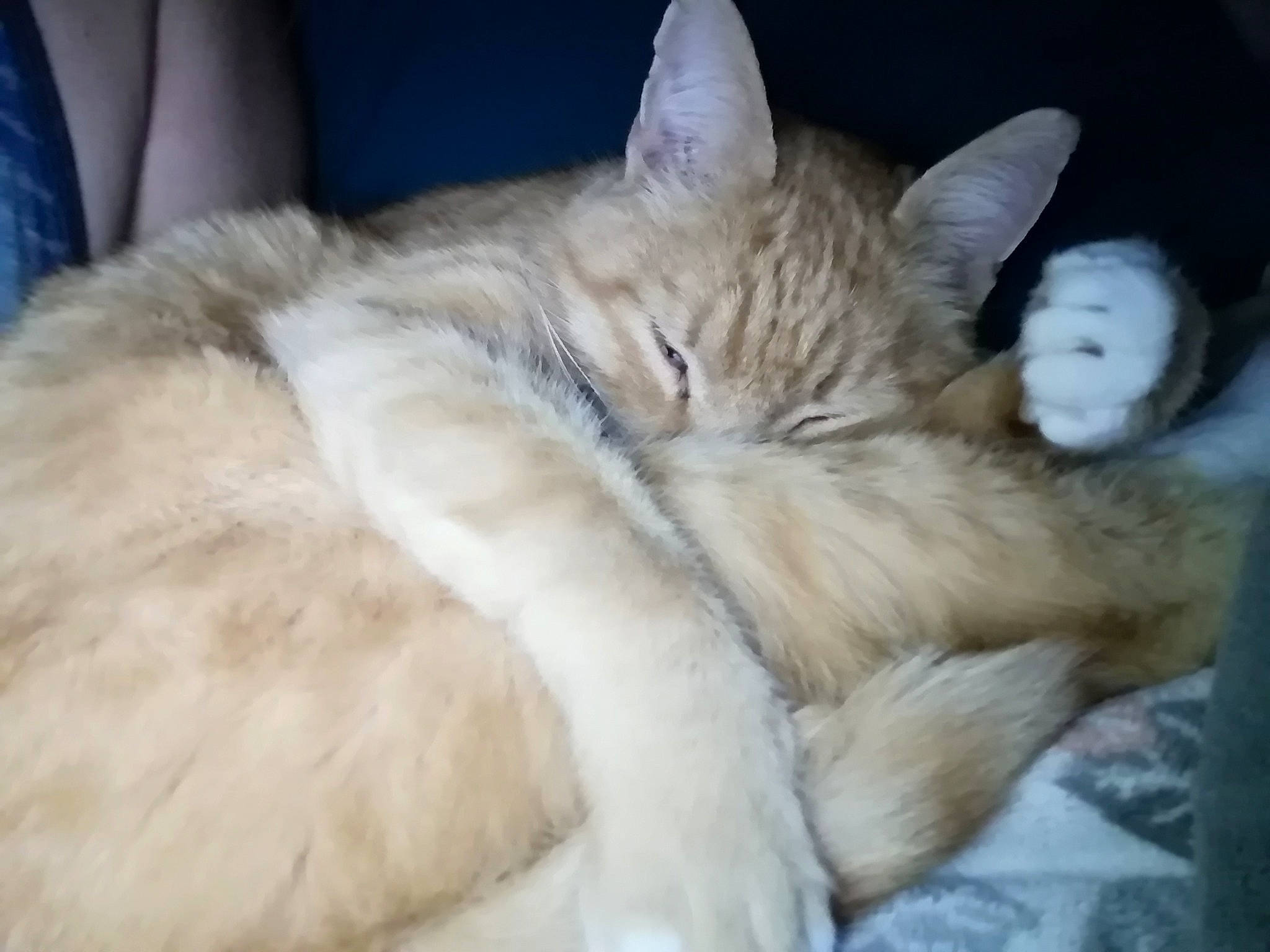 Gilligan joined the competition — help win amazing prizes! asian, carnivore, cat, claw, domestic_long_haired_cat, ear, eye, fawn, felidae, fur, iris, mammal, nap, nose, ojos_azules, paw, skin, small_to_medium_sized_cats, tail, whiskers